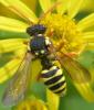 Nomada sp.